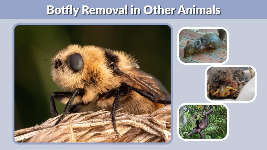 Botfly Removal in Other Animals