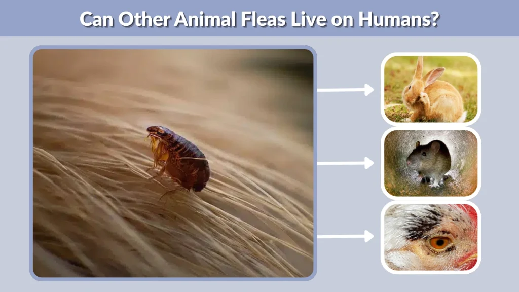 Can Other Animal Fleas Live on Humans