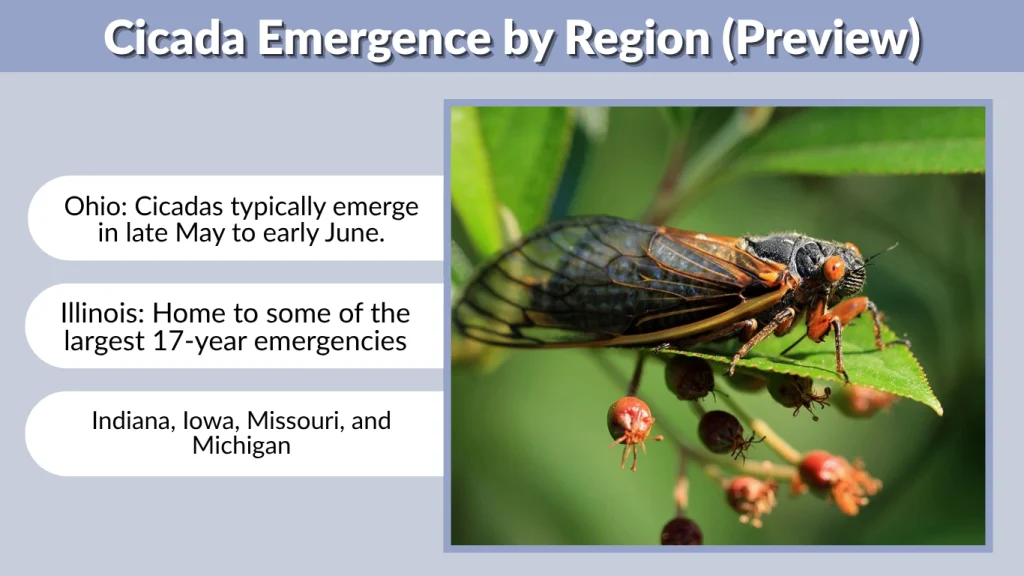 Cicada Emergence by Region (Preview)