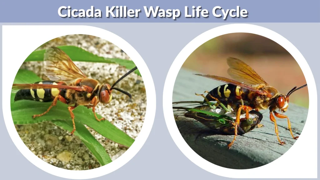Cicada Life Cycle Stages Duration And What Happens Underground