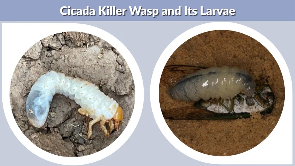 Cicada Killer Wasp and Its Larvae