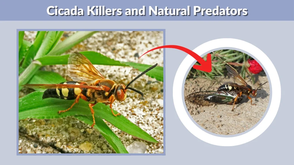 Cicada Killers and Natural Predators