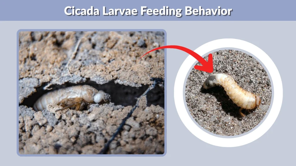 Cicada Larvae Feeding Behavior