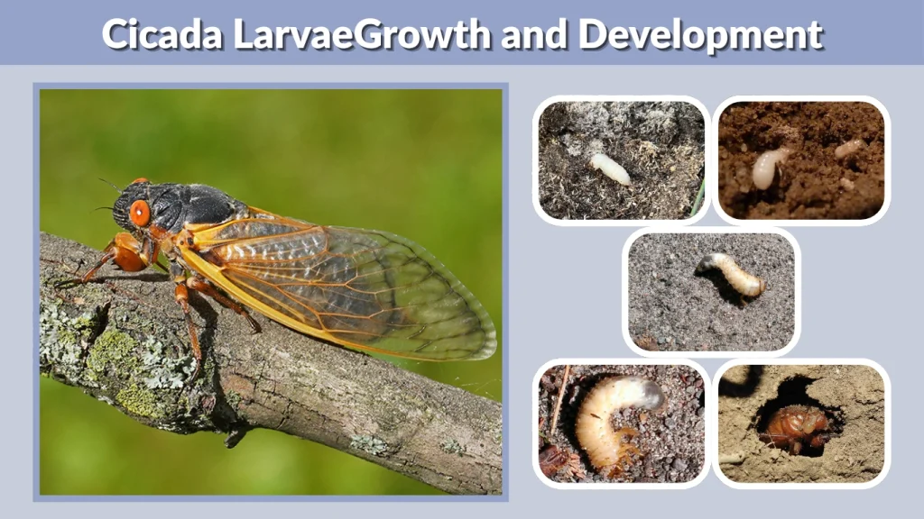 Cicada LarvaeGrowth and Development