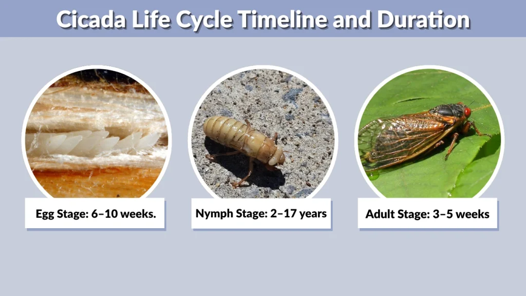 Cicada Life Cycle Timeline and Duration