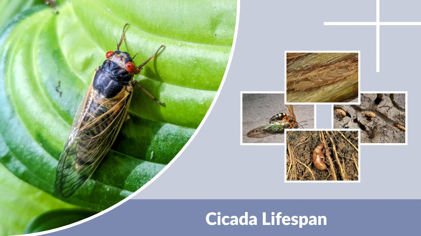 Cicada Lifespan From Underground Years to Summer Days