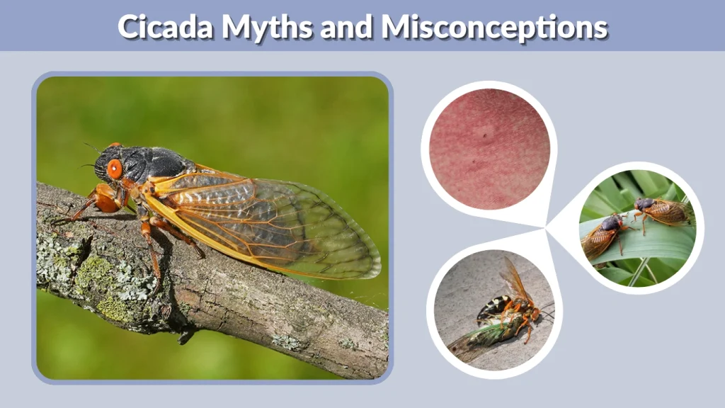 Cicada Myths and Misconceptions