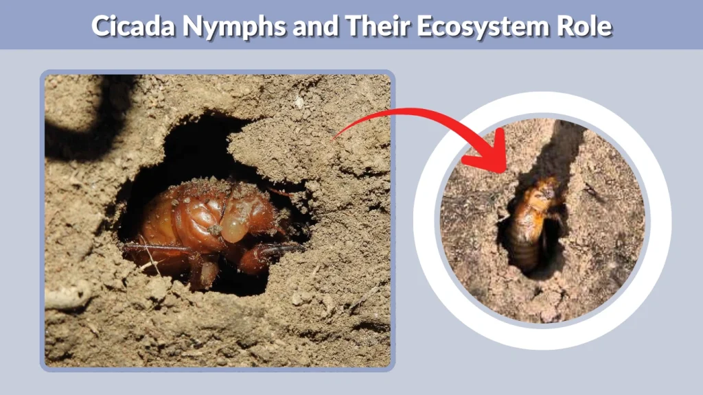 Cicada Nymphs and Their Ecosystem Role