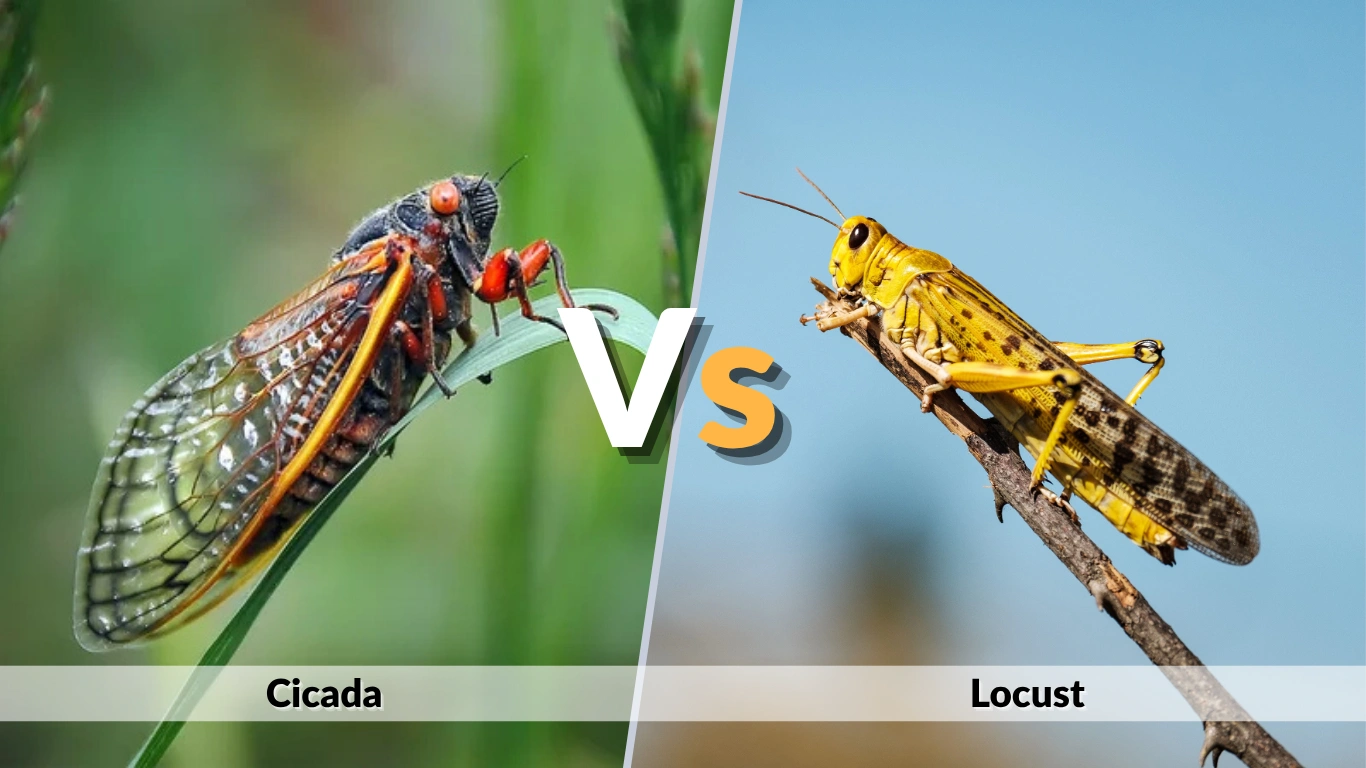 Cicada vs Locust A Simple Guide to Spotting the Difference