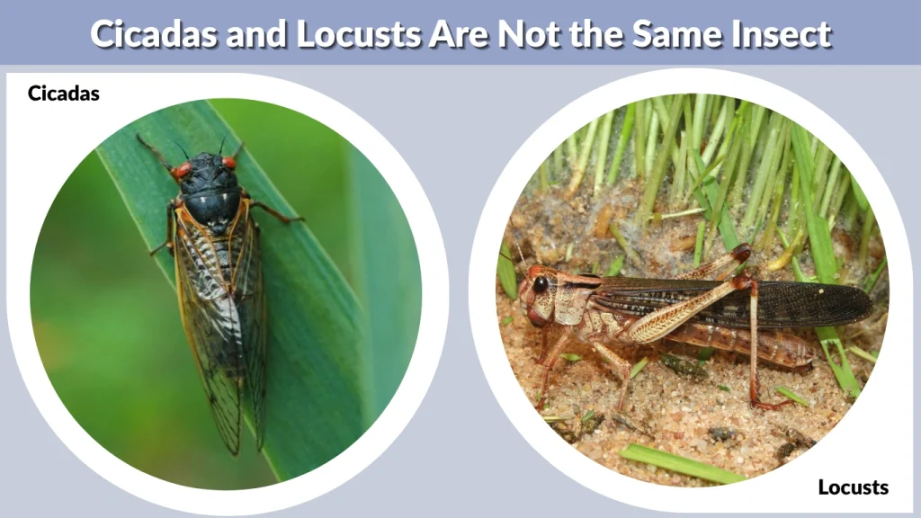 Cicadas and Locusts Are Not the Same Insect
