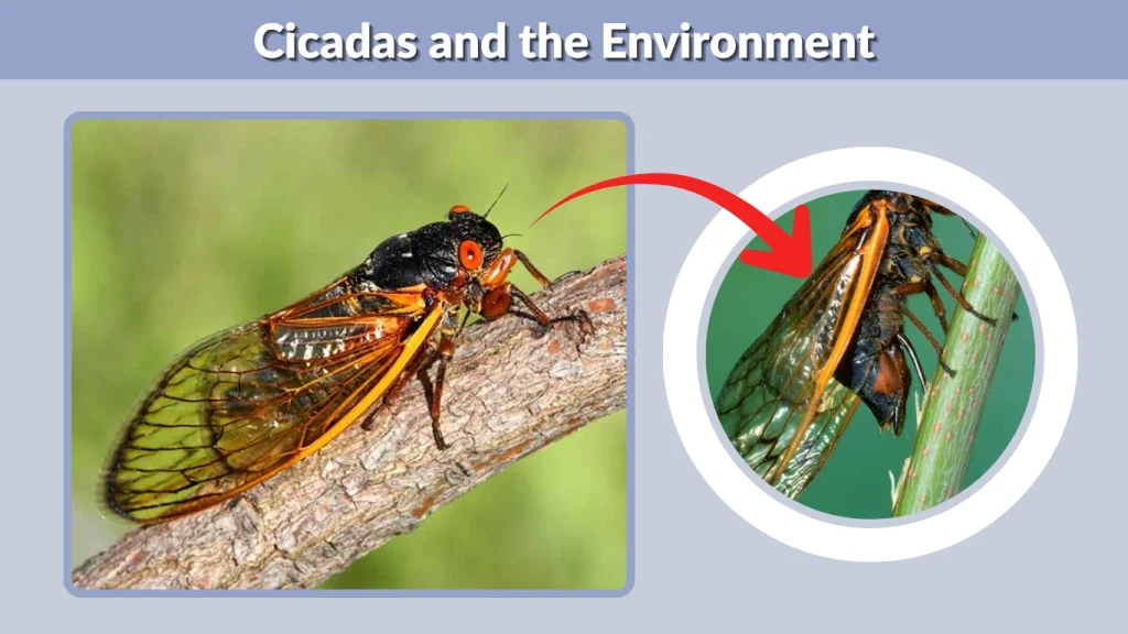 Cicadas and the Environment