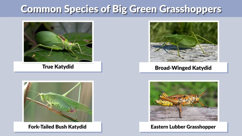 Common Species of Big Green Grasshoppers