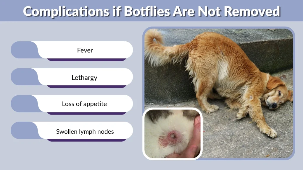 Complications if Botflies Are Not Removed
