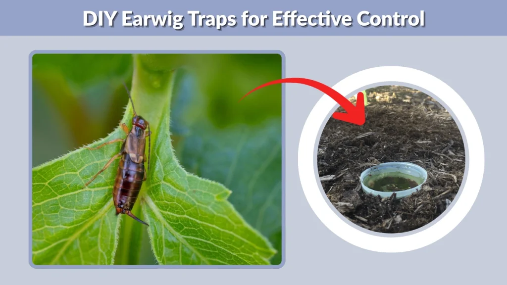 DIY Earwig Traps for Effective Control