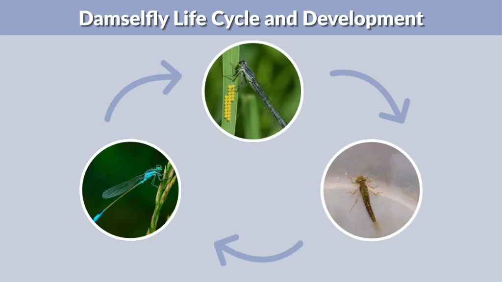 Damselfly Life Cycle and Development