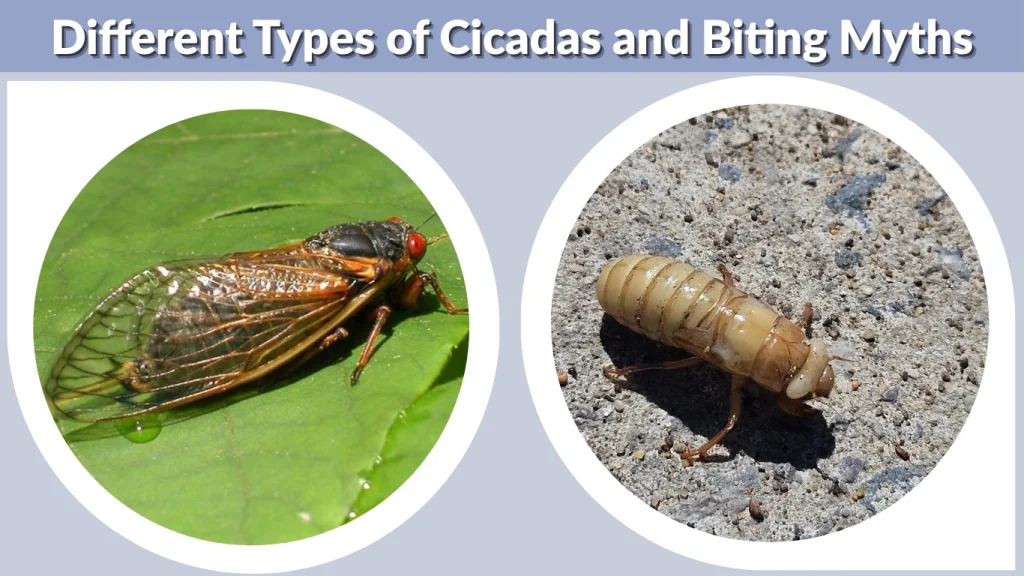 Different Types of Cicadas and Biting Myths