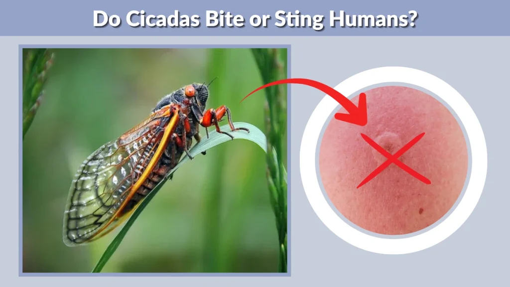 Do Cicadas Bite or Sting Humans