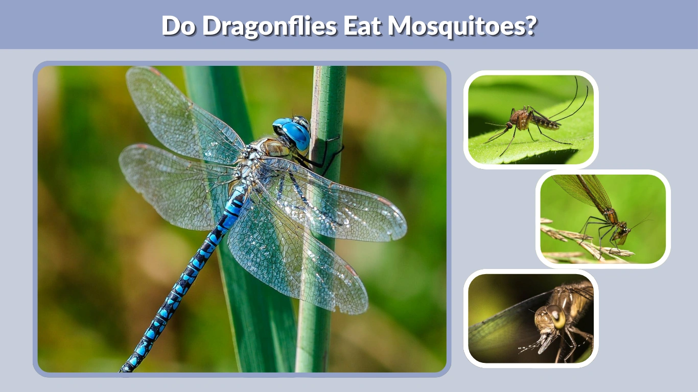 Do Dragonflies Eat Mosquitoes Diet, Behavior, and Key Facts