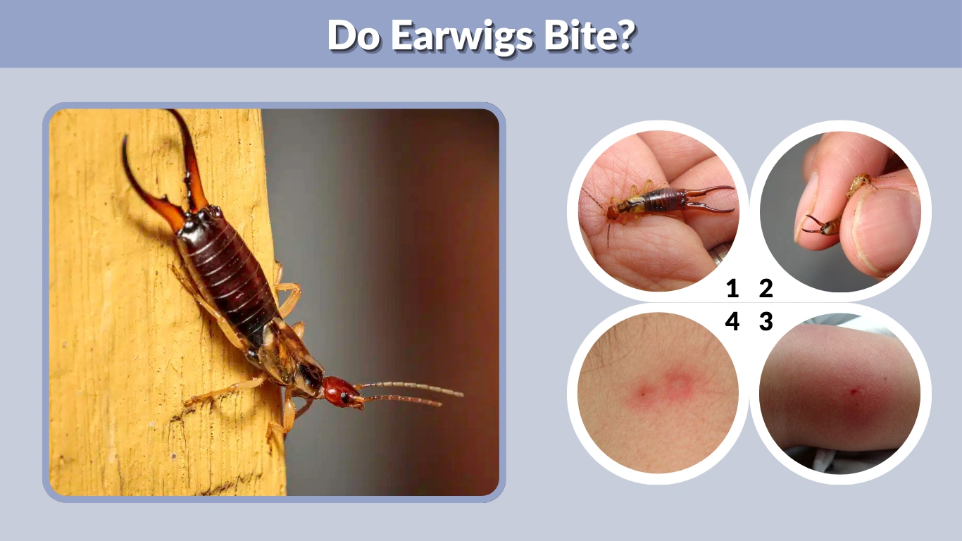 Do Earwigs Bite The Complete Guide to Earwig Behavior, Pinches, Symptoms & Safety