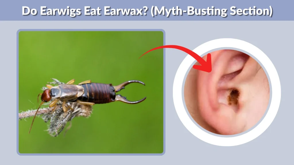 Do Earwigs Eat Earwax (Myth-Busting Section)