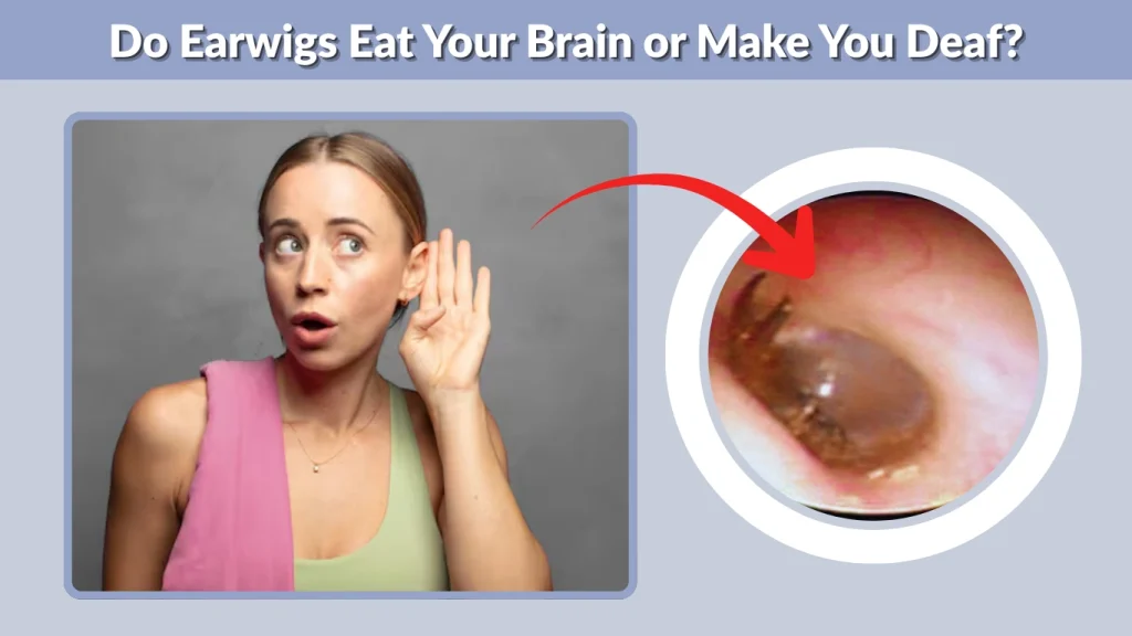 Do Earwigs Eat Your Brain or Make You Deaf