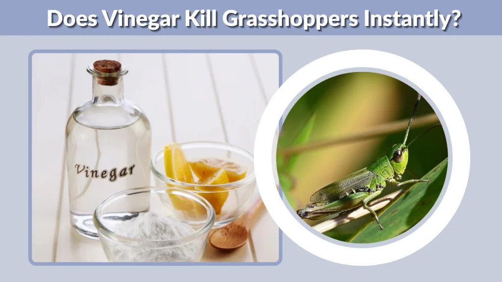 Does Vinegar Kill Grasshoppers Instantly