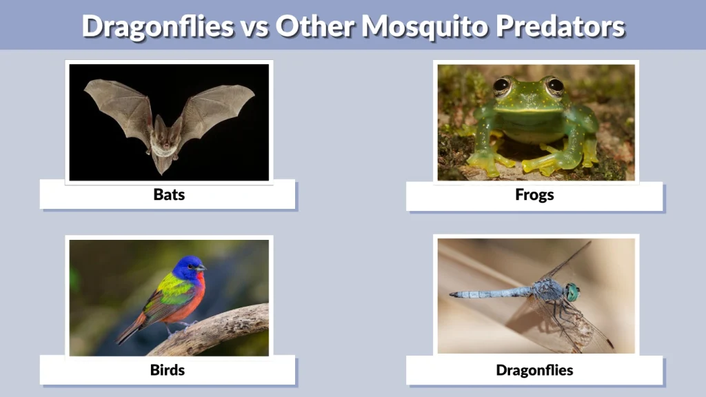 Dragonflies vs Other Mosquito Predators