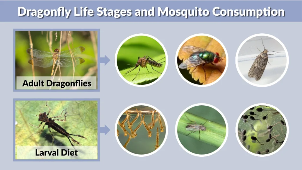 Dragonfly Life Stages and Mosquito Consumption