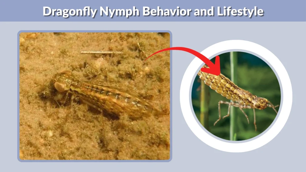 Dragonfly Nymph Behavior and Lifestyle