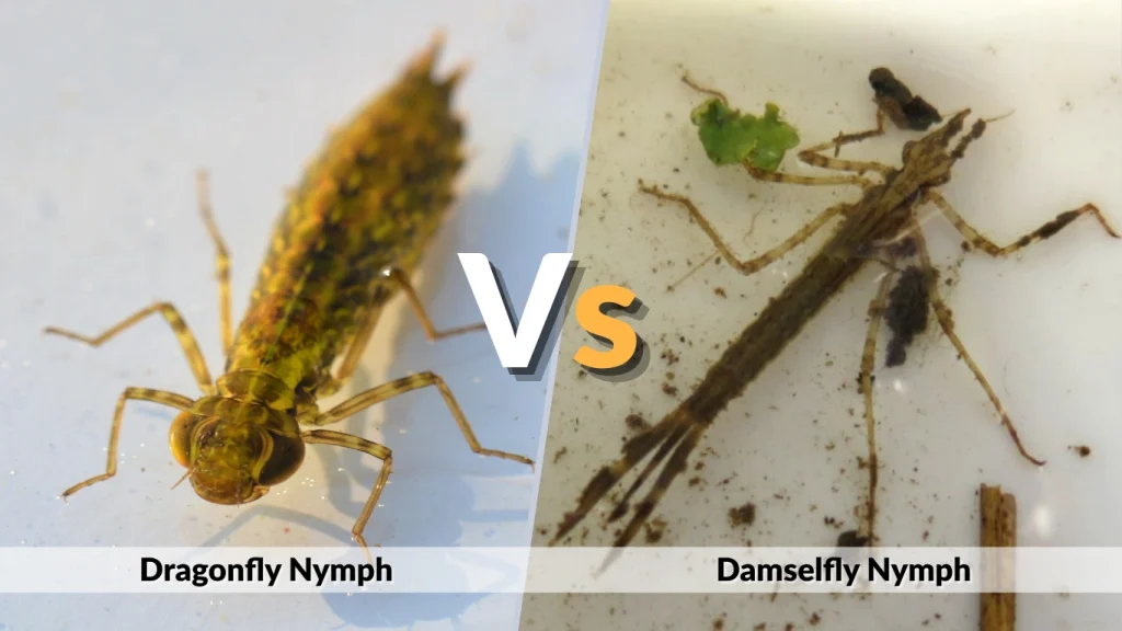 Dragonfly Nymph vs. Damselfly Nymph