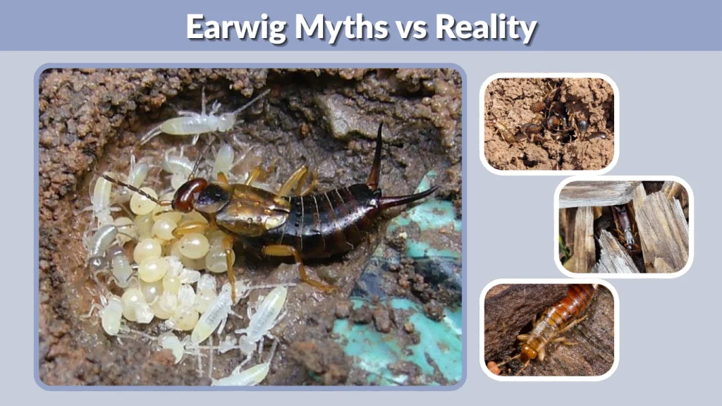 Earwig Myths vs Reality