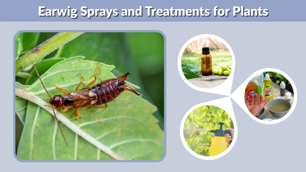 Earwig Sprays and Treatments for Plants