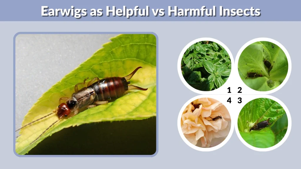 Earwigs as Helpful vs Harmful Insects