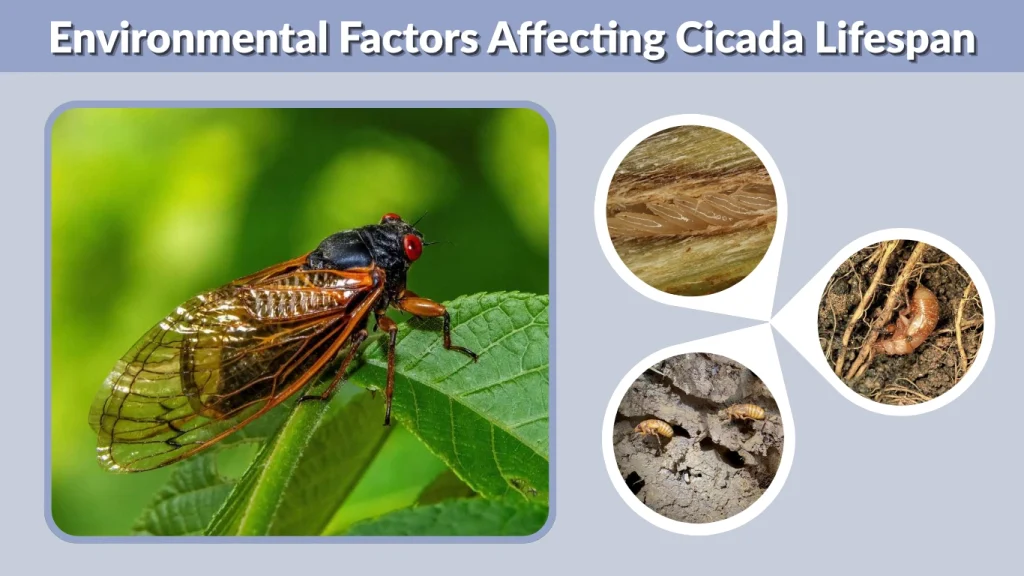 Environmental Factors Affecting Cicada Lifespan