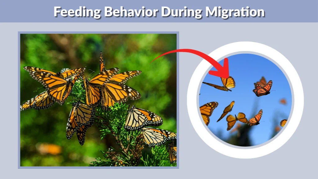 Feeding Behavior During Migration