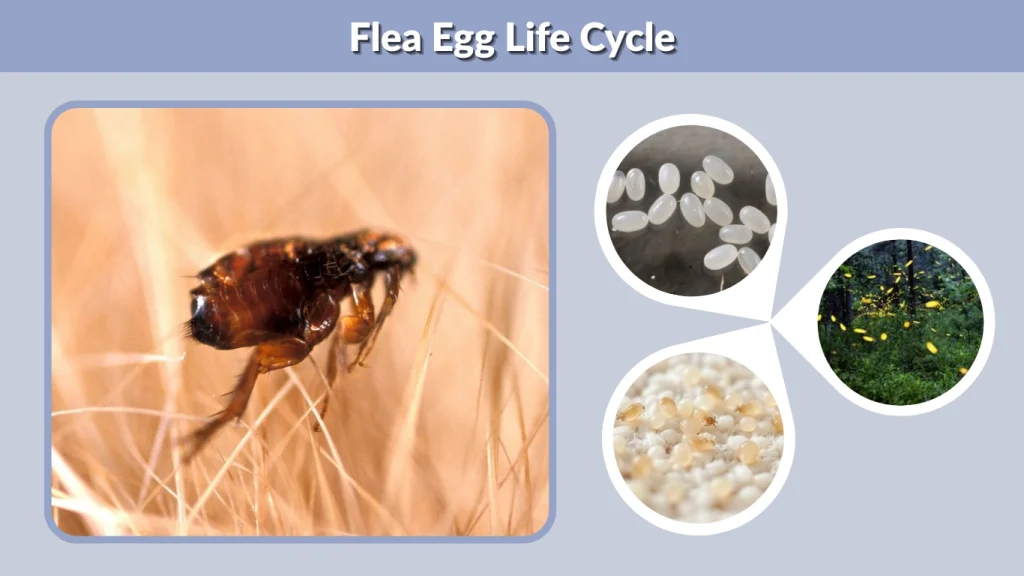 Flea Egg Life Cycle