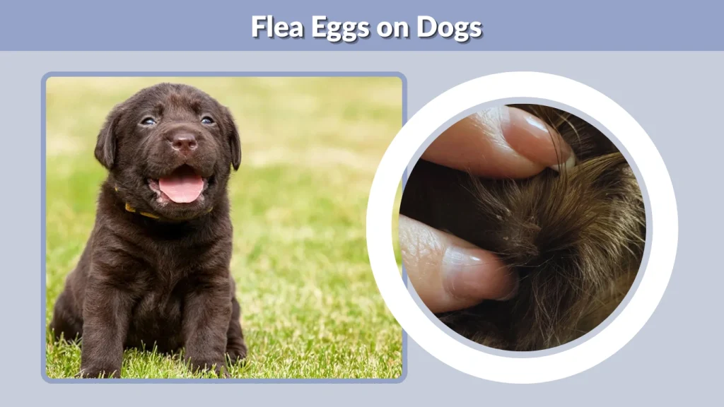 Flea Eggs on Dogs