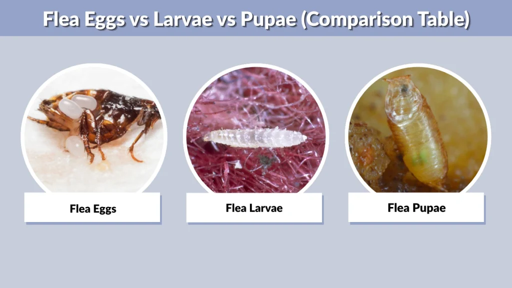 Flea Eggs vs Larvae vs Pupae (Comparison Table)