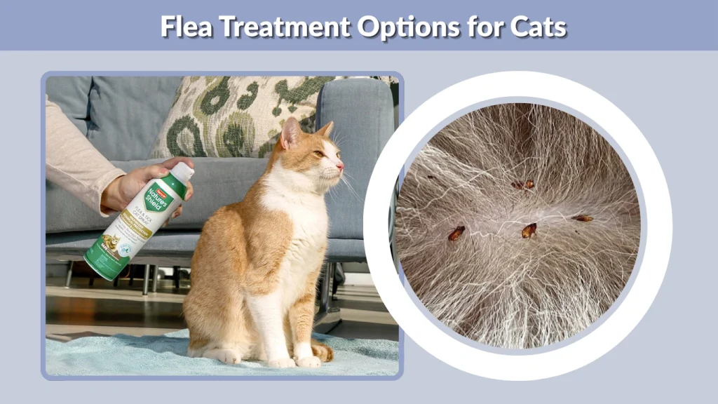 Flea Treatment Options for Cats