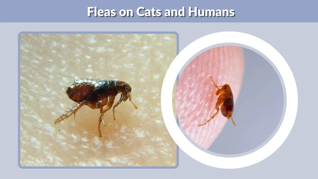 Fleas on Cats and Humans