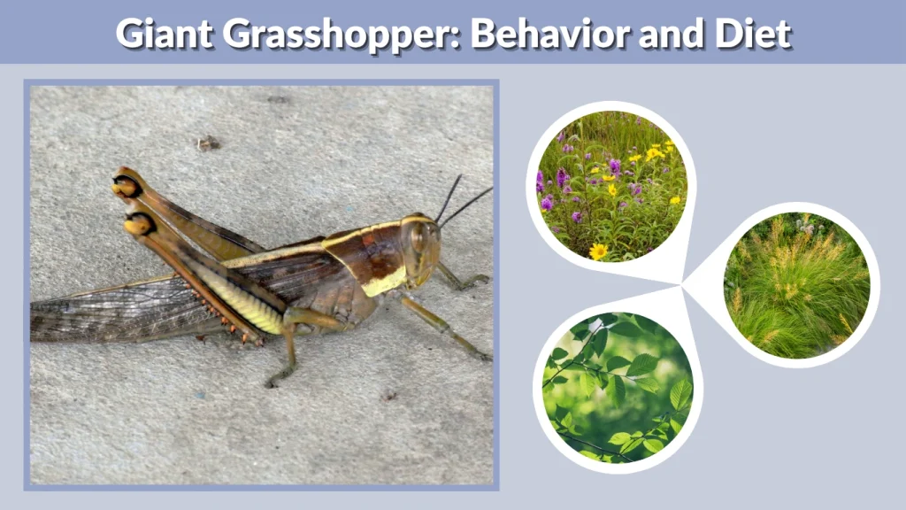 Giant Grasshopper Behavior and Diet