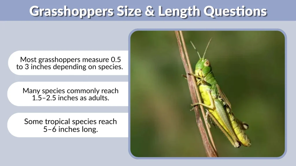 Grasshoppers Size & Length Questions