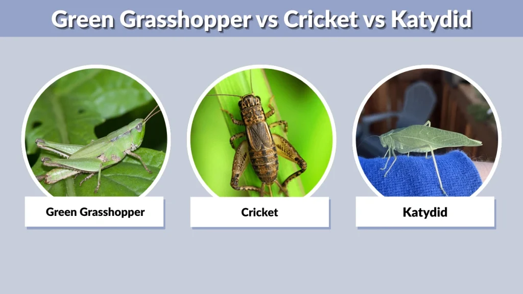 Green Grasshopper vs Cricket vs Katydid