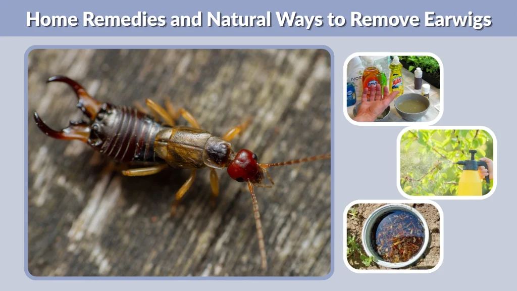 Home Remedies and Natural Ways to Remove Earwigs