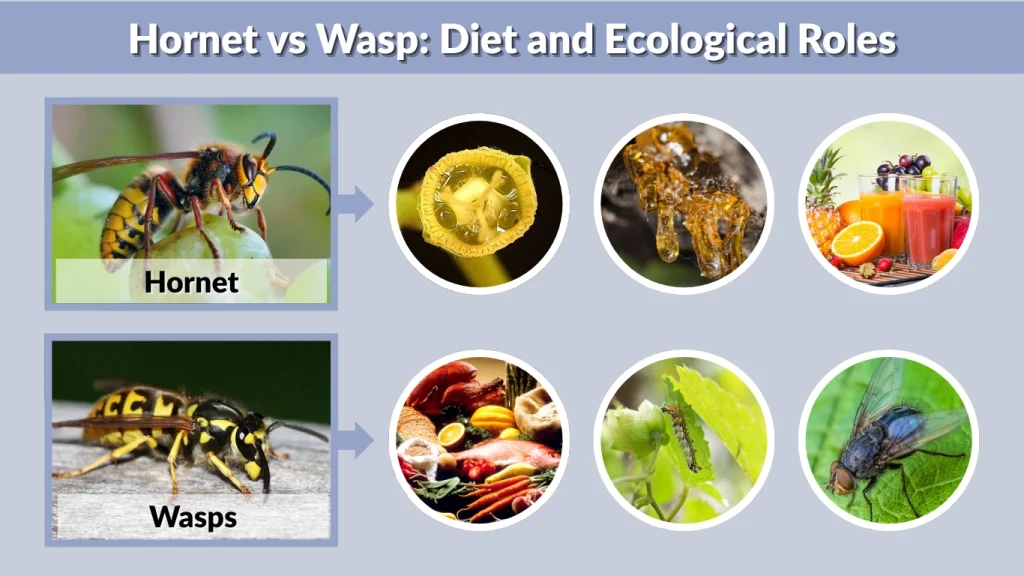 Hornet vs Wasp Diet and Ecological Roles