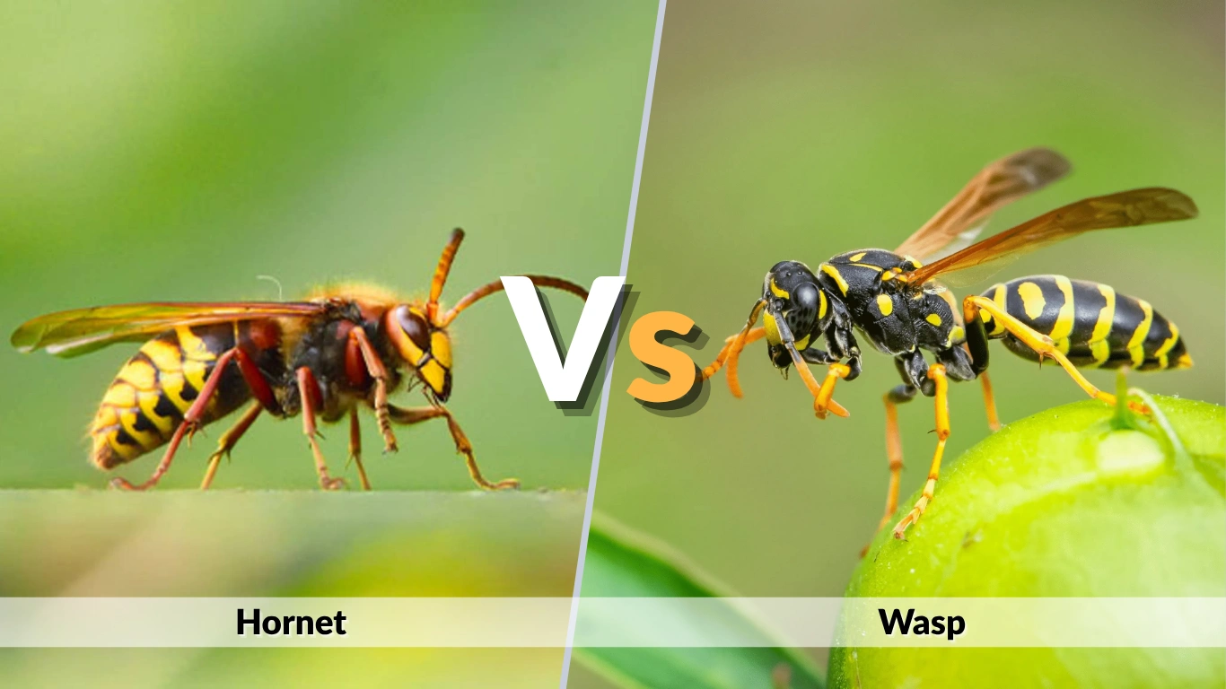 Hornet vs Wasp Differences, Stings, and Nests Explained