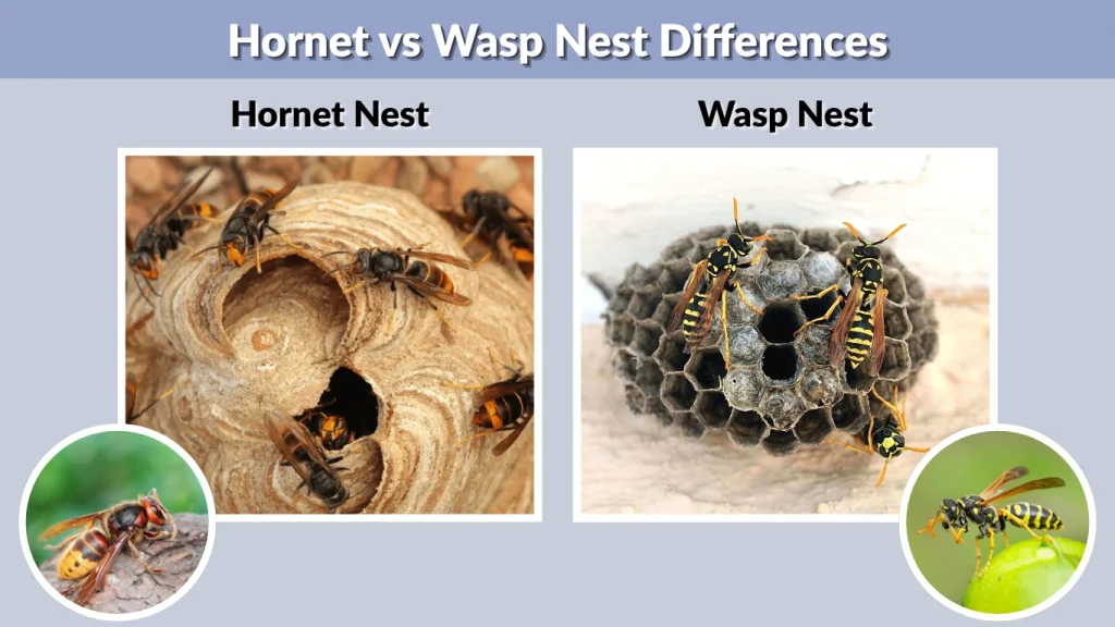Hornet vs Wasp Nest Differences