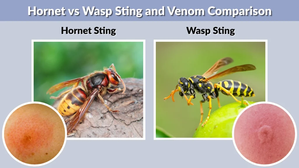 Hornet vs Wasp Sting and Venom Comparison