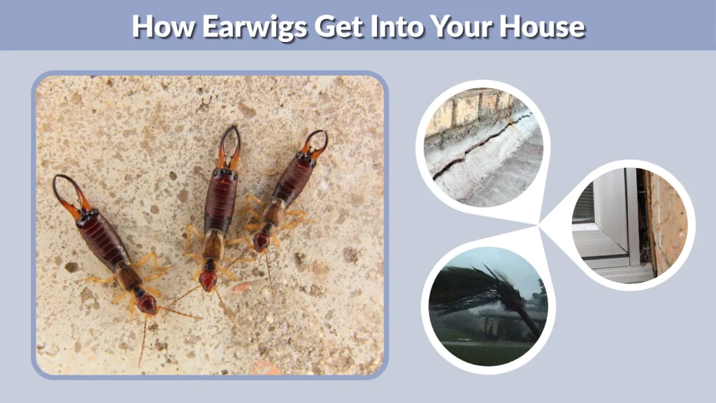 How Earwigs Get Into Your House