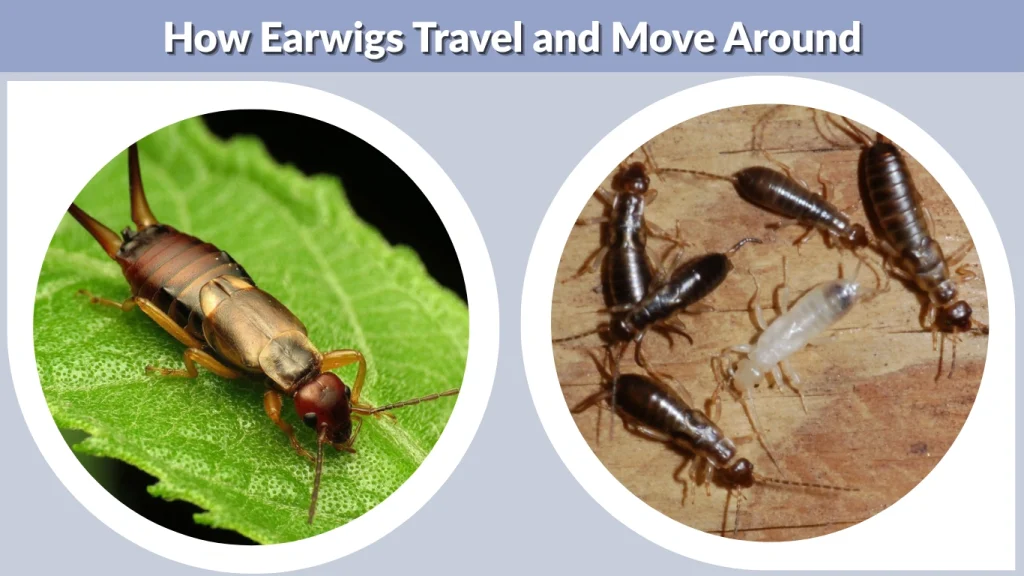 How Earwigs Travel and Move Around